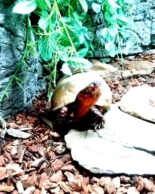 Rosebud Reptiles - A Creepy Creature Experience